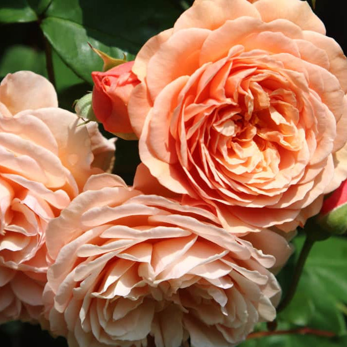 Acqua Garden Flowers Rose 'Sweet Wonder'