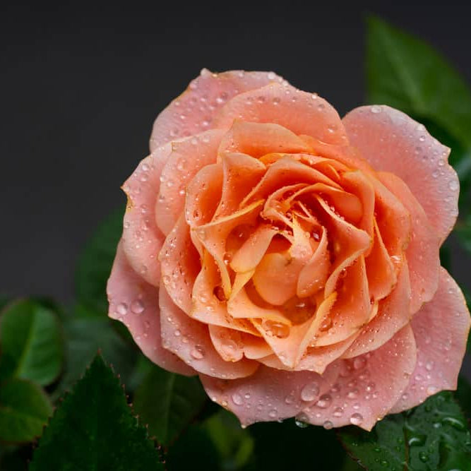 Acqua Garden Flowers Rose 'Sweet Wonder'