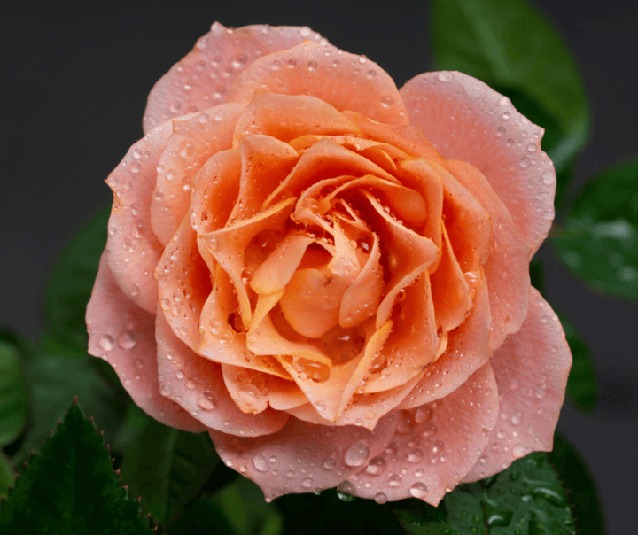 Acqua Garden Flowers Rose 'Sweet Wonder'