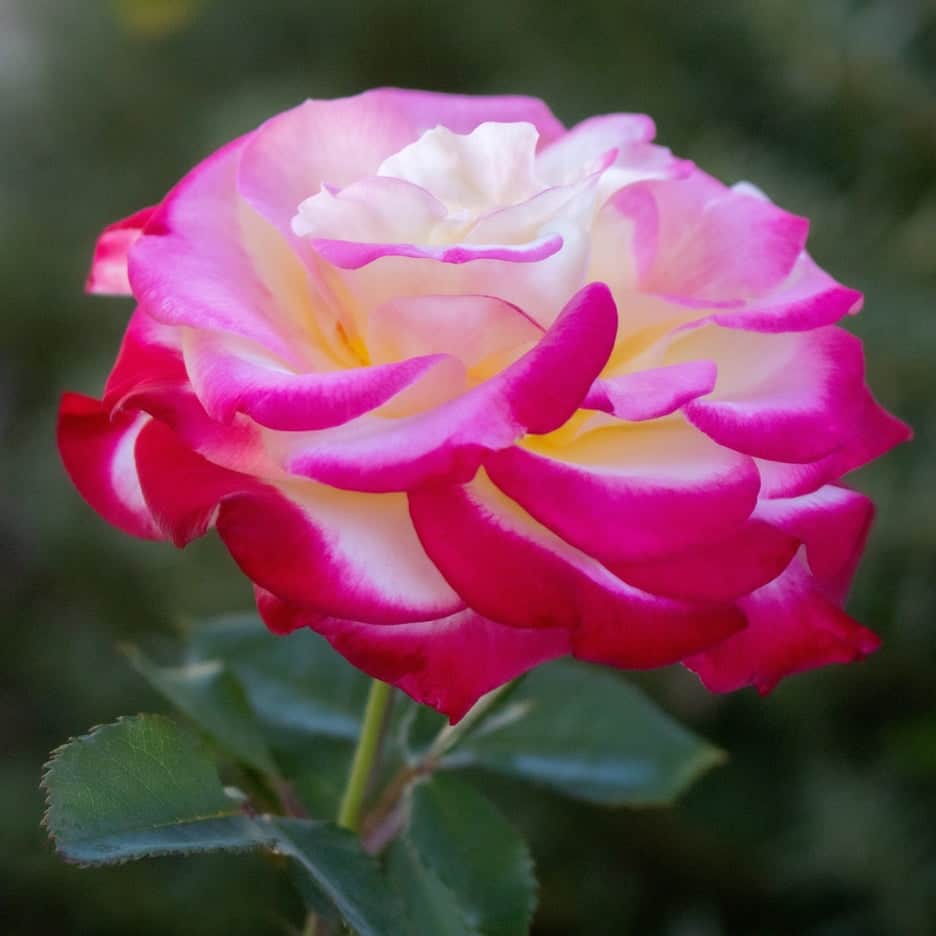 Acqua Garden Flowers Rose 'You're my Everything'