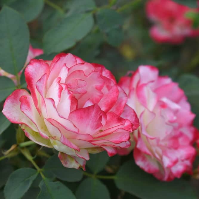 Acqua Garden Flowers Rose 'You're my Everything'