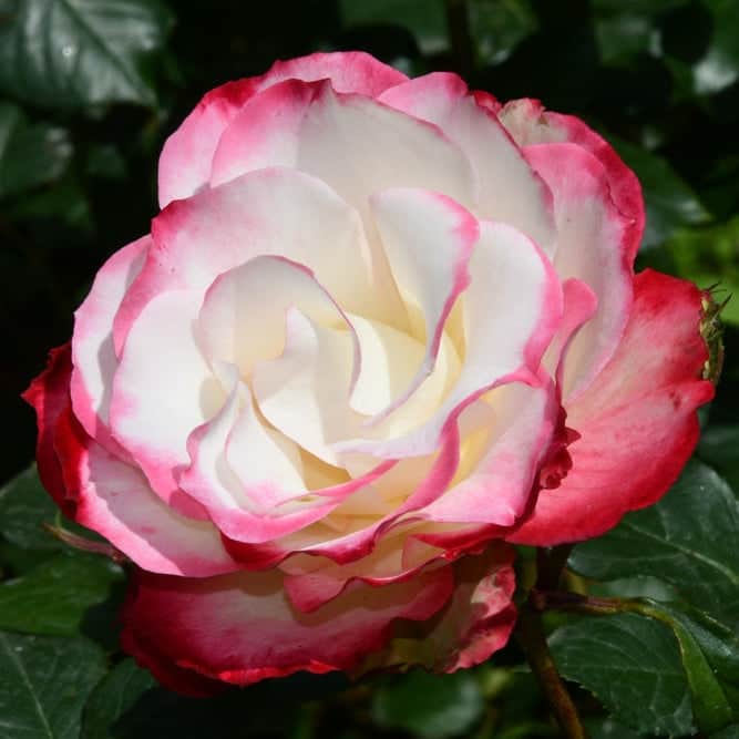 Acqua Garden Flowers Rose 'You're my Everything'