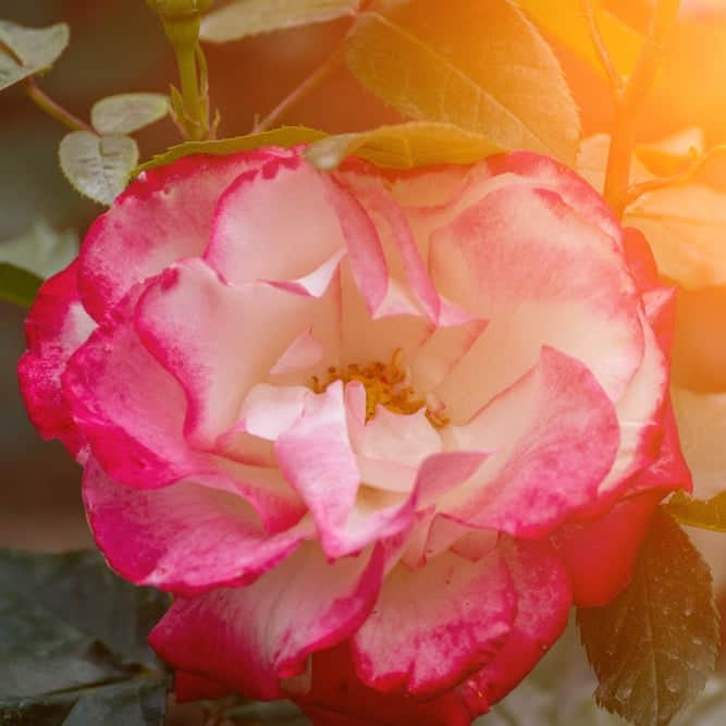 Acqua Garden Flowers Rose 'You're my Everything'