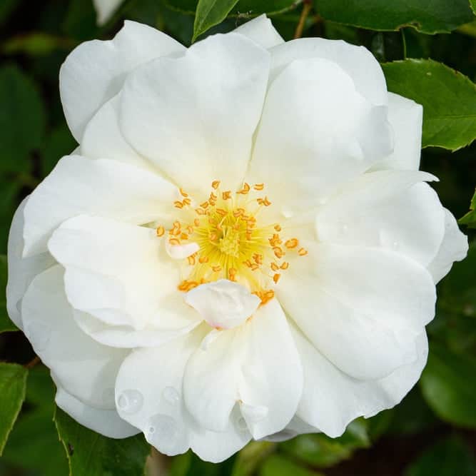 Acqua Garden Flowers White 'Flower Carpet' Rose