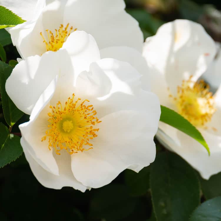 Acqua Garden Flowers White 'Flower Carpet' Rose