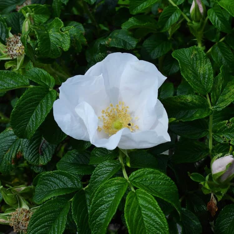Acqua Garden Flowers White Rosa Rugosa 'Alba'