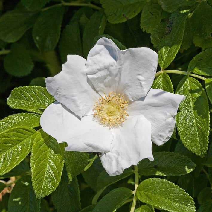 Acqua Garden Flowers White Rosa Rugosa 'Alba'