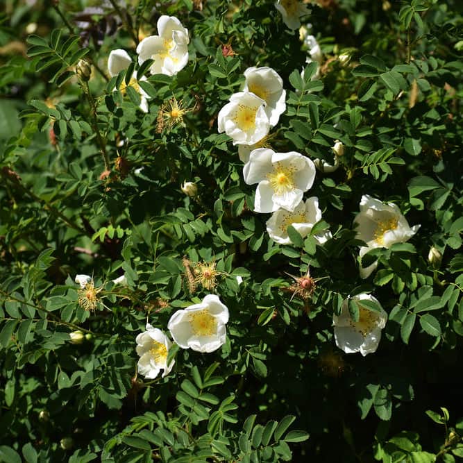 Acqua Garden Flowers White Rosa Rugosa 'Alba'