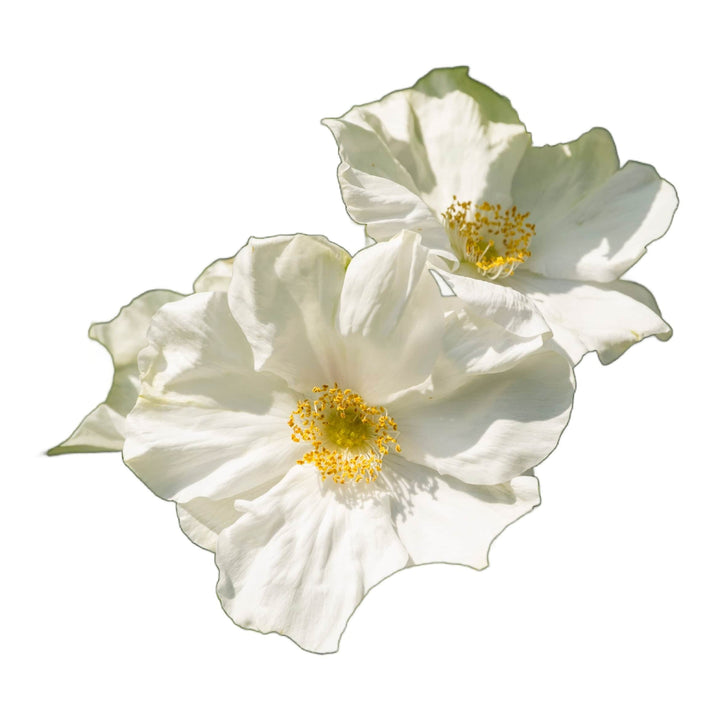 Acqua Garden Flowers White Rosa Rugosa 'Alba'