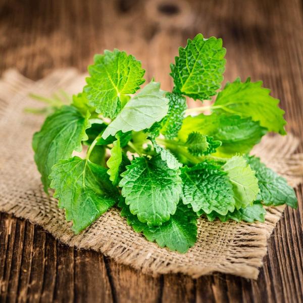 Acqua Garden Herbs & Spices Lemon Balm