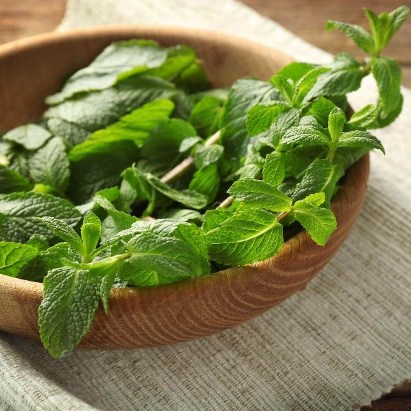 Acqua Garden Herbs & Spices Lemon Balm