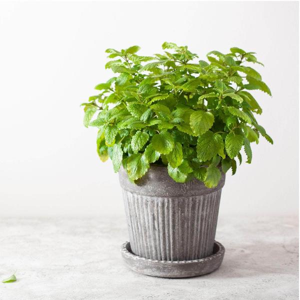 Acqua Garden Herbs & Spices Lemon Balm