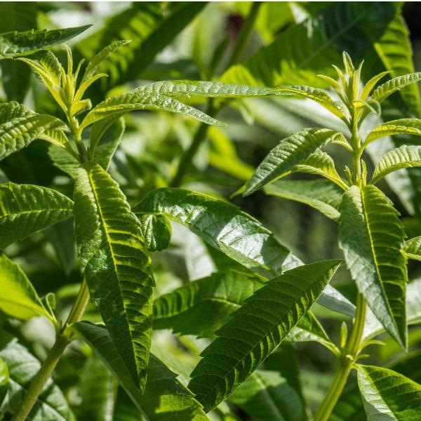 Acqua Garden Herbs & Spices Lemon Verbena