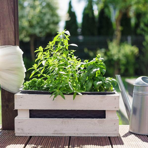 Acqua Garden Herbs & Spices Lemon Verbena