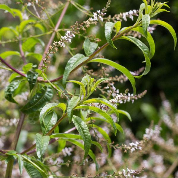 Acqua Garden Herbs & Spices Lemon Verbena