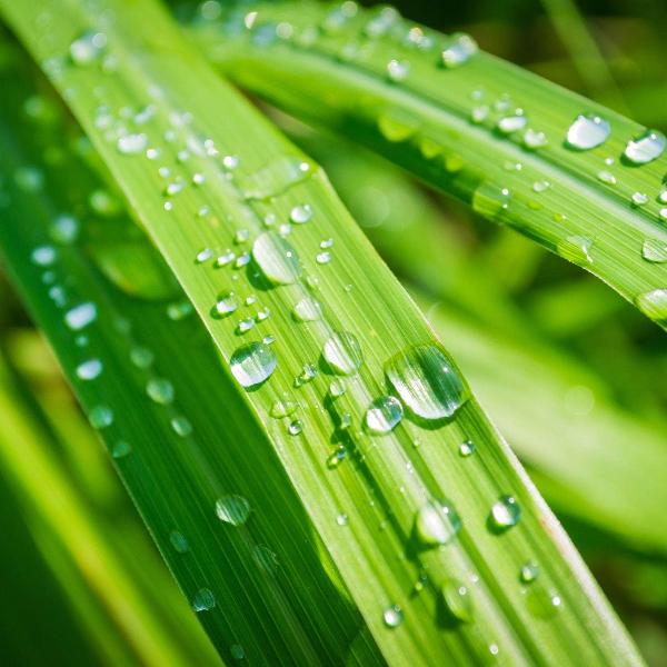 Acqua Garden Herbs & Spices Lemongrass