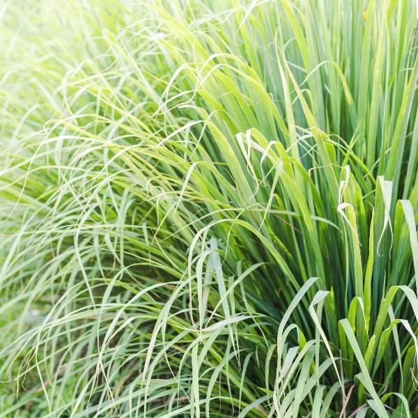 Acqua Garden Herbs & Spices Lemongrass