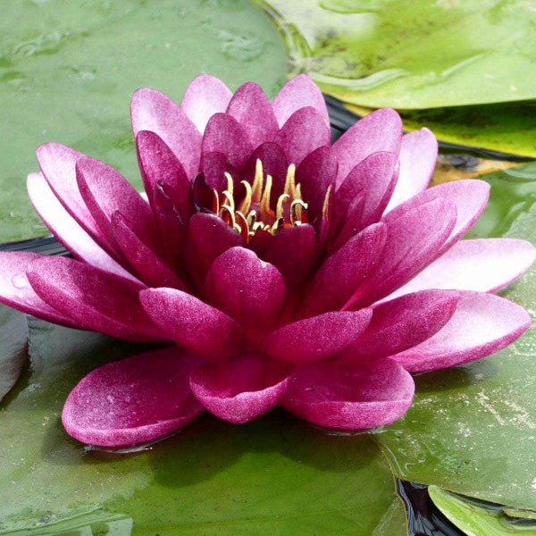 Acqua Garden Lily Lily, Nymphaea Almost Black