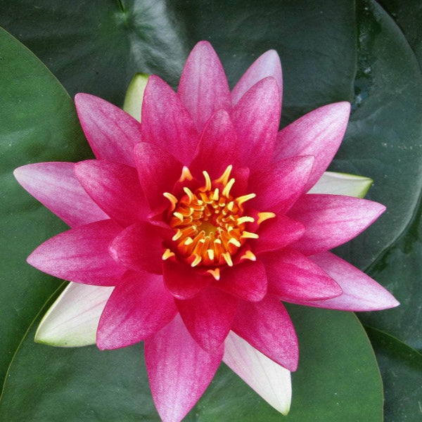 Acqua Garden Lily Lily, Nymphaea Attraction