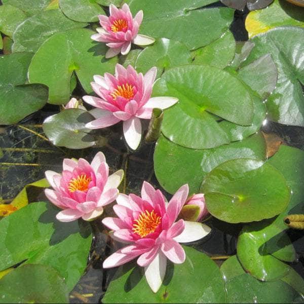 Acqua Garden Lily Lily, Nymphaea Attraction