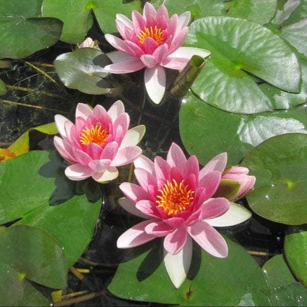 Acqua Garden Lily Lily, Nymphaea Attraction
