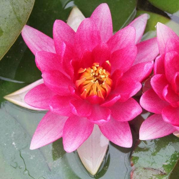 Acqua Garden Lily Lily, Nymphaea Attraction