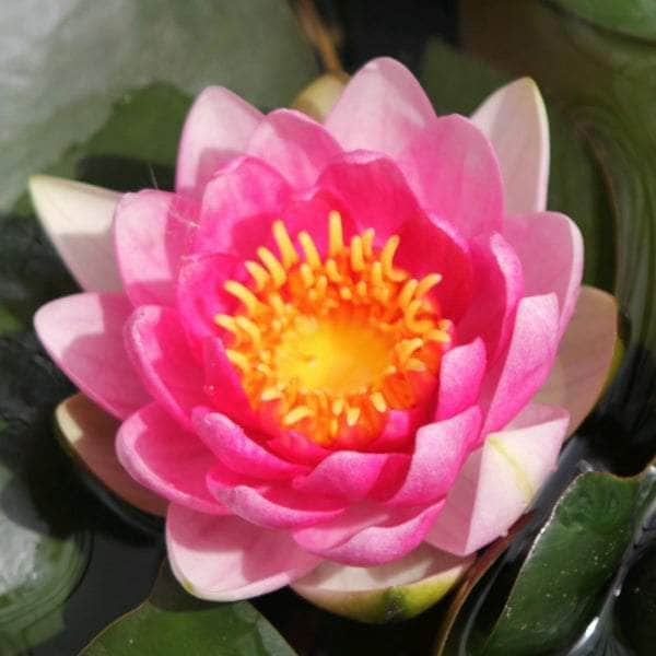 Acqua Garden Lily Lily, Nymphaea Attraction