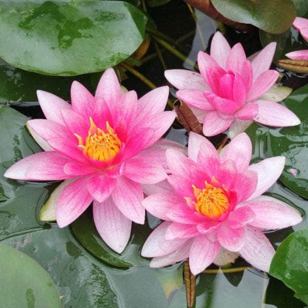 Acqua Garden Lily Lily, Nymphaea Attraction