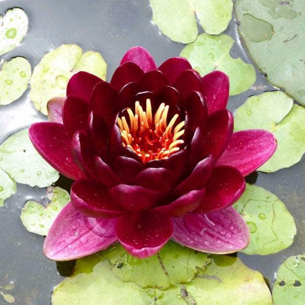 Acqua Garden Lily Lily, Nymphaea 'Black Princess'