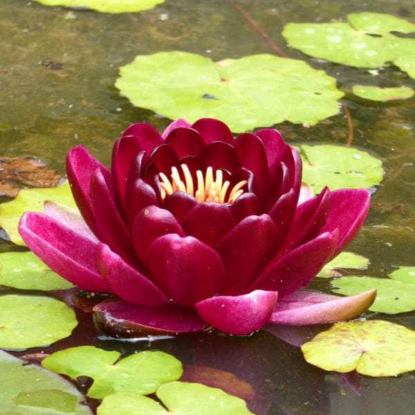 Acqua Garden Lily Lily, Nymphaea 'Black Princess'