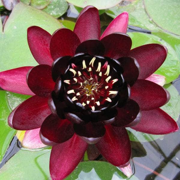 Acqua Garden Lily Lily, Nymphaea 'Black Princess'