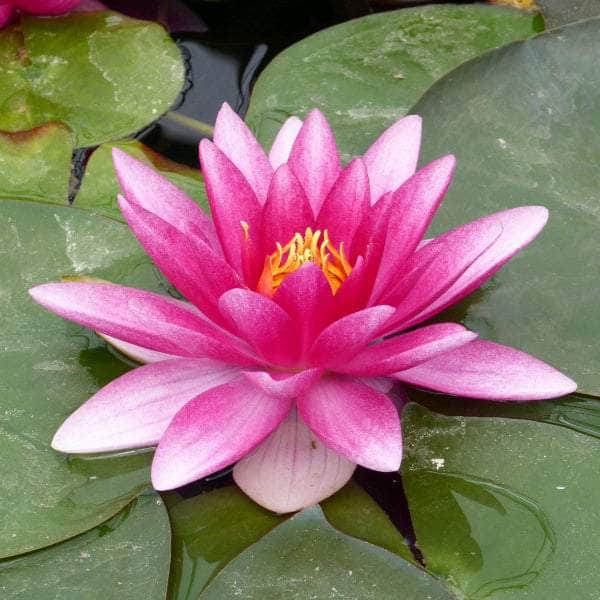 Acqua Garden Lily 1 x 3 Litre Pot Lily, Nymphaea 'Charles de Meurvill'