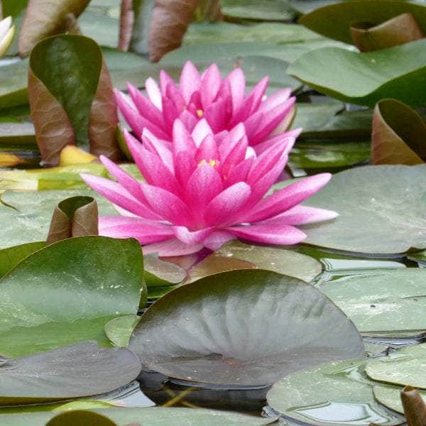 Acqua Garden Lily 1 x 3 Litre Pot Lily, Nymphaea 'Charles de Meurvill'
