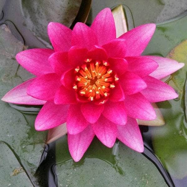 Acqua Garden Lily 1 x 3 Litre Pot Lily, Nymphaea 'Charles de Meurvill'