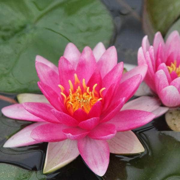 Acqua Garden Lily 1 x 3 Litre Pot Lily, Nymphaea 'Charles de Meurvill'