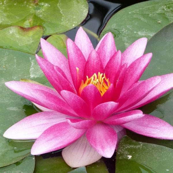 Acqua Garden Lily 1 x 3 Litre Pot Lily, Nymphaea 'Charles de Meurvill'