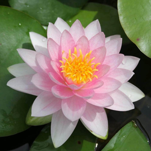 Acqua Garden Lily Lily, Nymphaea Darwin (Hollandia)