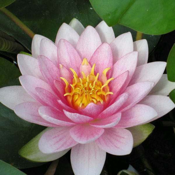 Acqua Garden Lily Lily, Nymphaea 'Darwin' (Hollandia)