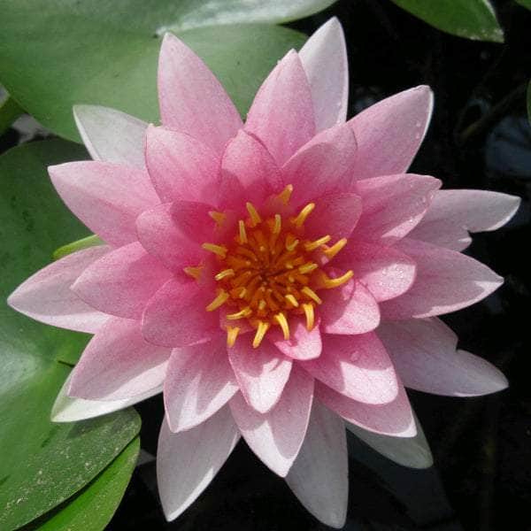Acqua Garden Lily Lily, Nymphaea 'Darwin' (Hollandia)