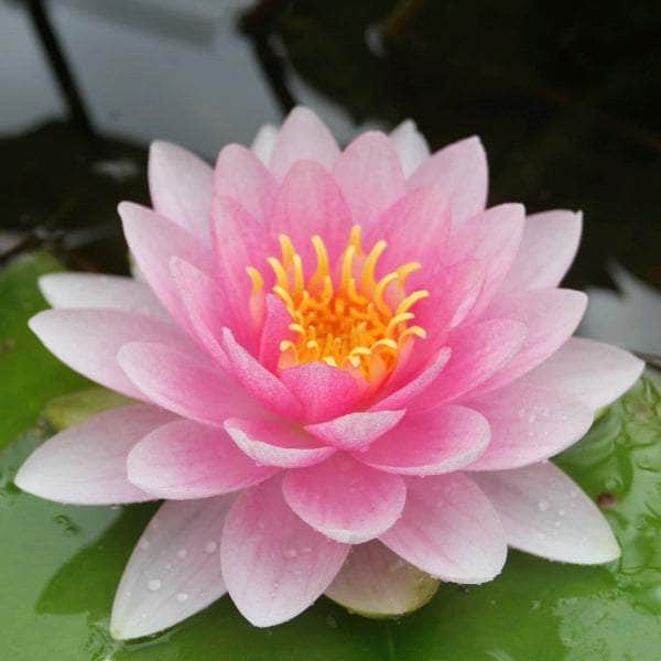 Acqua Garden Lily Lily, Nymphaea 'Darwin' (Hollandia)