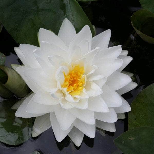 Acqua Garden Lily Lily, Nymphaea 'Gonnere'