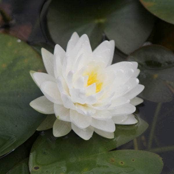 Acqua Garden Lily Lily, Nymphaea 'Gonnere'