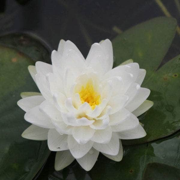 Acqua Garden Lily Lily, Nymphaea 'Gonnere'