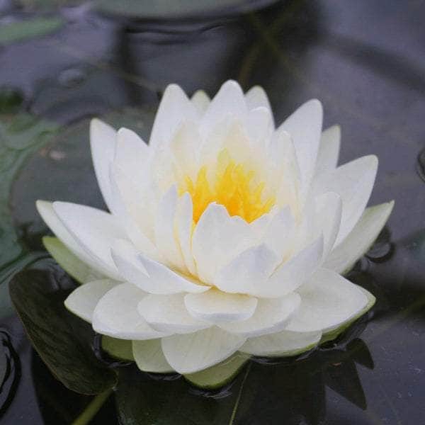 Acqua Garden Lily Lily, Nymphaea 'Gonnere'
