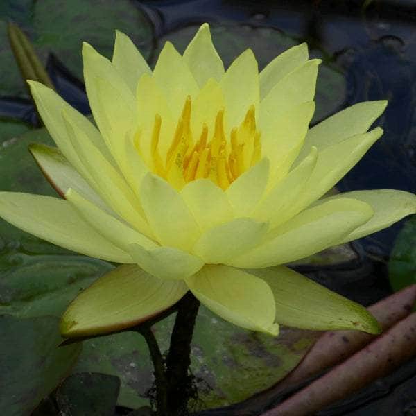 Acqua Garden Lily 1 x 3 Litre Pot Lily, Nymphaea 'Lemon Mist'