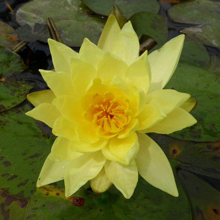 Acqua Garden Lily 1 x 3 Litre Pot Lily, Nymphaea 'Lemon Mist'