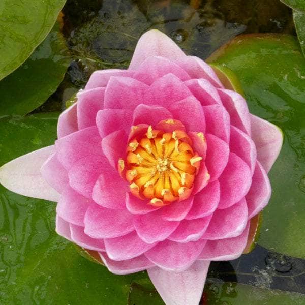 Acqua Garden Lily Lily, Nymphaea 'Madame Wilfron Gonnere'