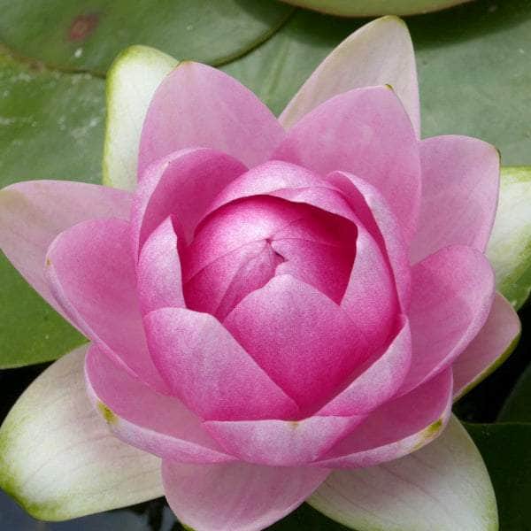 Acqua Garden Lily Lily, Nymphaea 'Madame Wilfron Gonnere'