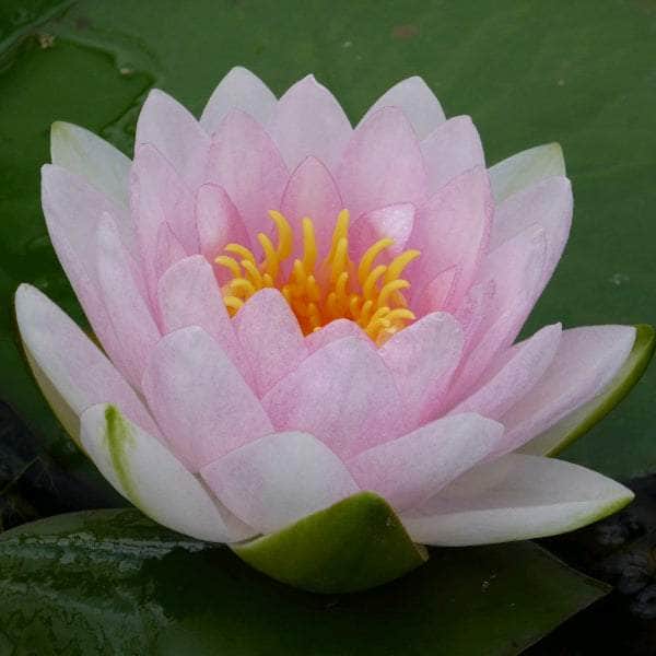 Acqua Garden Lily Lily, Nymphaea 'Madame Wilfron Gonnere'