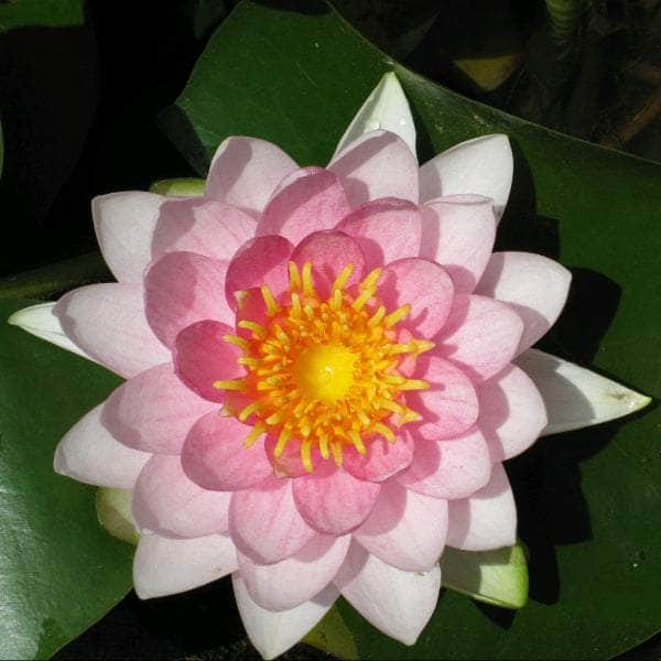 Acqua Garden Lily Lily, Nymphaea 'Madame Wilfron Gonnere'